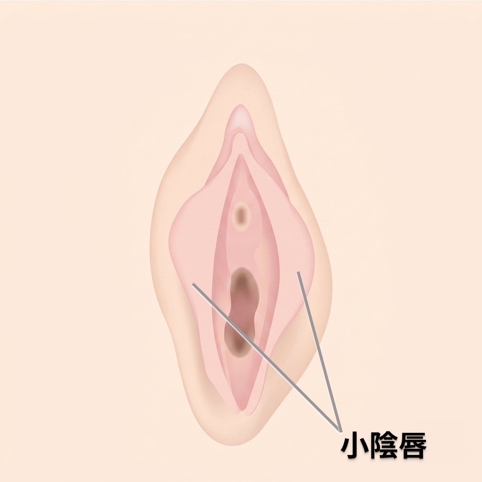おまたのびらびらとは